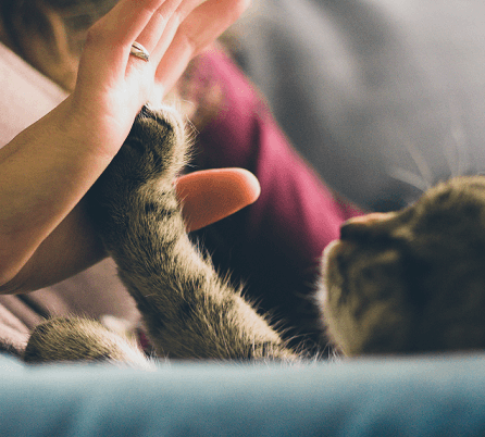Gato saludando a experto en marketing veterinario